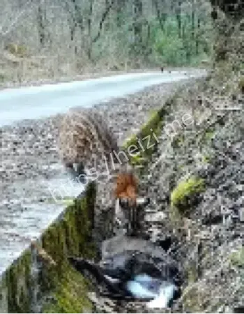 大熊猫国家公园