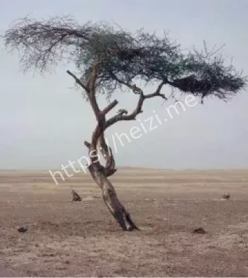 撒哈拉特内雷之树